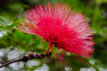 pompous red flower with green background in a botanical garden