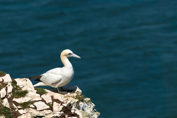 Gannet on the rocks