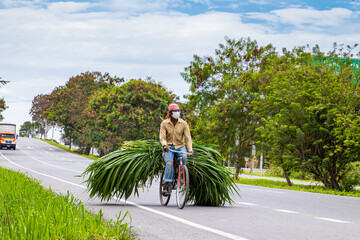 Man carrying green fodder on his bicycle on the road to El Cerrito in the Valle del Cauca region in...