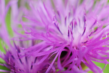 Purple-pink flowers of large cornflower. close-up