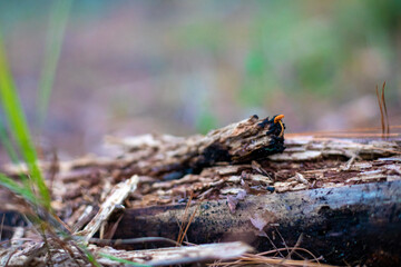 Tiny orange mushroom growing on fallen wood