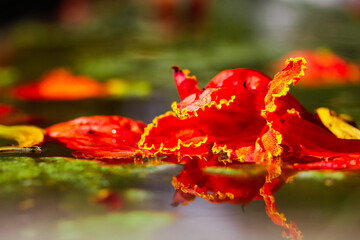 orange flower petals over puddle of water