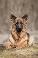 German shepherd dog lying in the yard
