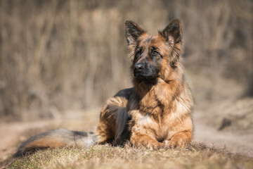 Long-haired German shepherd dog lying in the yard