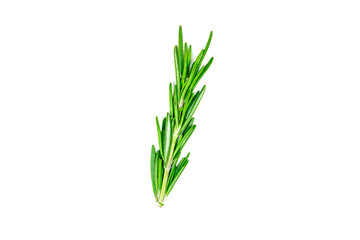 Top view flat lay fresh green rosemary leaves, twigs and branches isolated on white background.