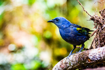 Sanhaço-de-encontro-amarelo - Tangara ornata