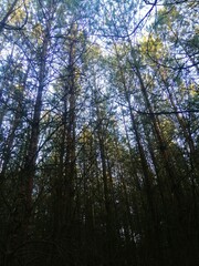 trees in the woods