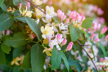 Bright white and pink  decorative Japanese Honeysuckle (Lonicera caprifolium) flowers blossom in...
