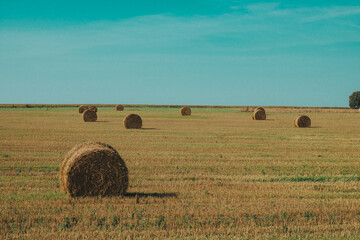 hay bales in the field