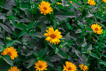 Heliopsis (False Sunflower) flower blossom with green leaves in the garden in spring and summer season.
