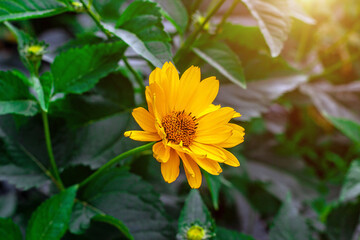 Heliopsis (False Sunflower) flower blossom with green leaves in the garden in spring and summer season.