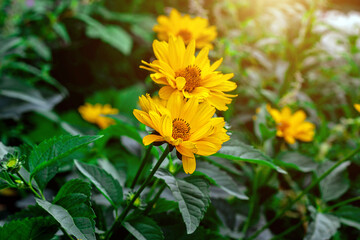 Heliopsis (False Sunflower) flower blossom with green leaves in the garden in spring and summer season.