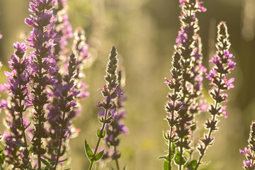 lavender flowers in the garden