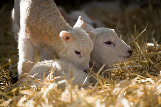 New born Lleyn lambs at lambing time in spring, United Kingdom