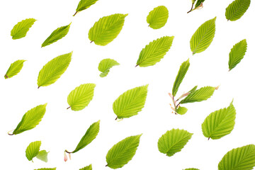 Young fresh green leaves against a white background. Spring seasonal background.