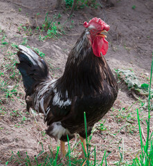 a rooster with an open beak stands on the ground