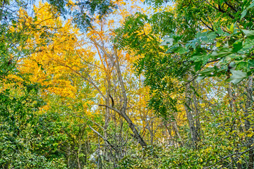 autumn leaves in Rosedale Baltimore Maryland 