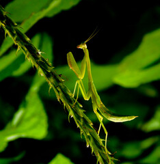 Mantis, cola de raton, insectos del parque nacional el imposible, ecoturismo, senderismo