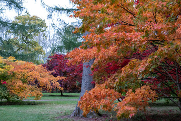 Obraz premium Acer and maple trees in a blaze of autumn colour, photographed at Westonbirt Arboretum, Gloucestershire, UK. The year 2020 is considered a good year for autumn colours due to weather conditions.