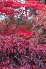 Acer and maple trees in a blaze of autumn colour, photographed at Westonbirt Arboretum, Gloucestershire, UK. The year 2020 is considered a good year for autumn colours due to weather conditions.