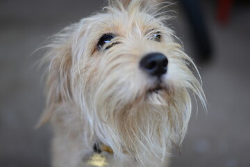 dog