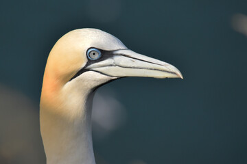 The head of a gannet