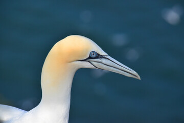 The head of a gannet