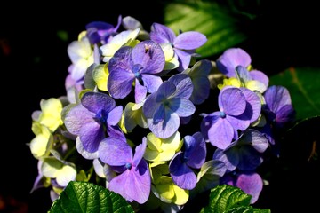 Blue and yellow hydrangea blooming in the sunny day