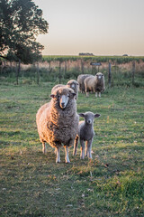 OBEJAS DE CAMPO
