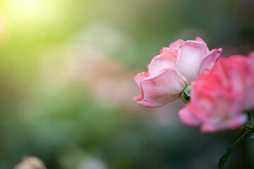 Roses in the garden