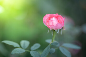 Fototapeta premium Roses in the garden