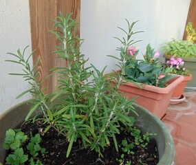 Rosemary plant with green leaves growing in a pot on a terrace outdoors.