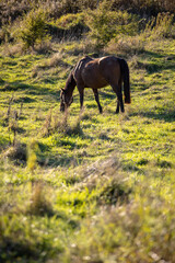 brown horse grazes on a green sunny meadow