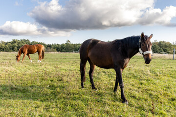 two horses graze on a green field on a farm on a sunny day