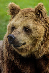Fototapeta premium Oso Pardo