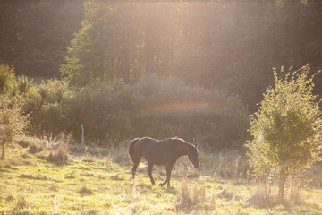 a brown horse walks through a bright sunny meadow