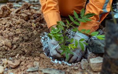 gloved hands planting a tree