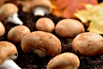 Fresh organic chestnuts mushroom on the ground
