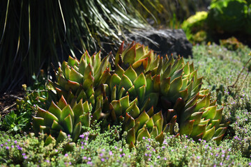 various succulents in outdoor garden