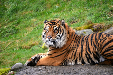 Fototapeta na wymiar Sumatran Tiger in the Rain