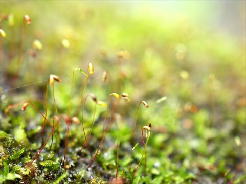 Closeup macro moss forest plant with water drops blurred background ,green grass © Suganya