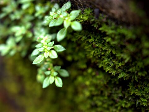 Green plants grow up on bark of tree in forest for background ,plants on tree ,macro image	