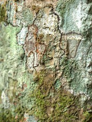 Abstract blurred seamless bark of old tree for texture or endless wooden background	