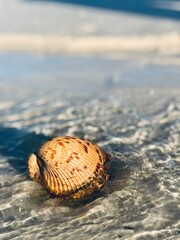 cockle shell on the beach in florida