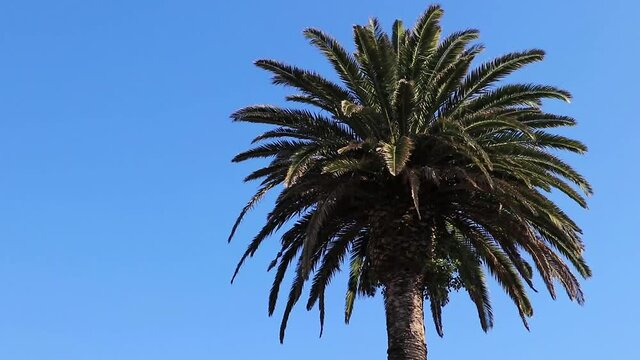 Palm tree in Cape Town. Crown of a palm tree.