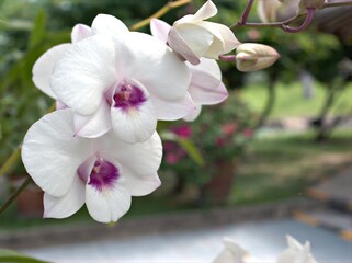 Closeup white orchid flower Dendrobium plants in garden with sunshine and soft focus in garden ,blurred background ,white frangipani flowers