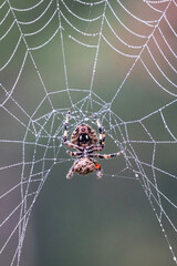 Spotted orb-weaver spider on web with prey