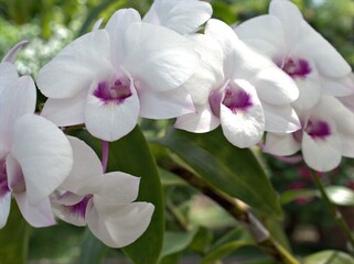 Fototapeta na wymiar Closeup white orchid flower Dendrobium plants in garden with sunshine and soft focus in garden ,blurred background ,white frangipani flowers