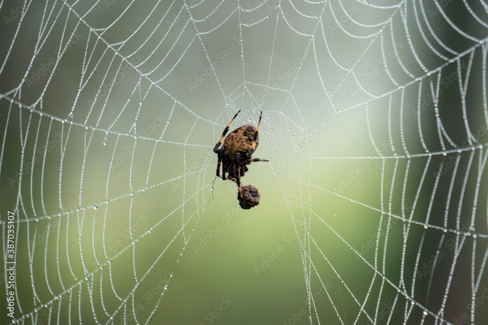 Wall mural spotted orb-weaver spider on web with prey