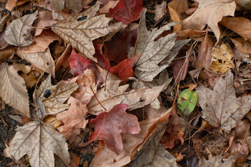 Fall Leaves Red, Brown, and Green